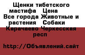 Щенки тибетского мастифа › Цена ­ 80 - Все города Животные и растения » Собаки   . Карачаево-Черкесская респ.